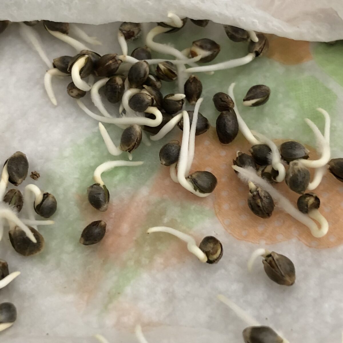 La Germinazione dei semi di Cannabis, come lo facciamo noi – CentoFuochi